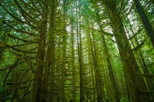 forest green Nature Olympic National Park Washington